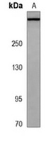 LRP1B antibody