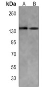 FAM120A antibody