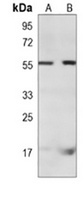 RAP1A antibody