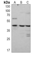 Anti-ATG3 Antibody