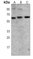 Pr-Set7 antibody