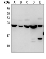 RAB18 antibody