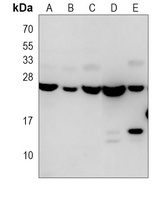 Anti-RAB18 Antibody