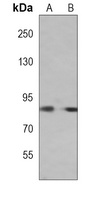 Smurf2 antibody