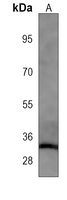 Anti-LIN28A Antibody
