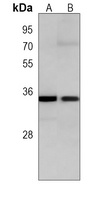 Anti-NANOG Antibody