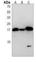 Anti-LC3A/B Antibody