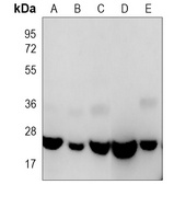 Anti-RAB1B Antibody