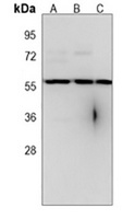 RBCK1 antibody