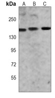 Anti-MYBBP1A Antibody