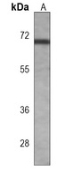 Anti-MIPEP Antibody