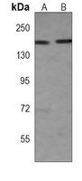 Erbin antibody