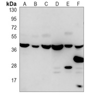 PURB antibody