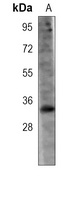 Anti-THAP11 Antibody