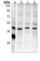 Anti-PRAS40 Antibody