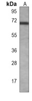 Anti-HAS2 Antibody
