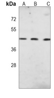 Anti-DPF2 Antibody