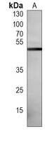 Anti-ATG4A Antibody