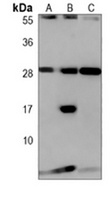 Anti-CD366 Antibody