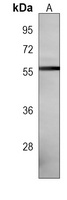 Anti-CABC1 Antibody