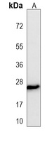 MLL3 antibody