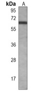 Anti-cGAS Antibody
