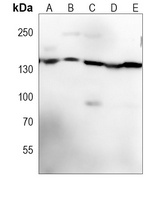 RAPTOR antibody