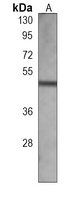 Anti-ATG4D Antibody