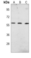 NUP54 antibody