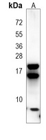REG3 gamma antibody