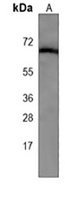 Anti-ATG16L1 Antibody