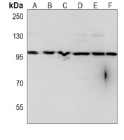 Anti-CD276 Antibody