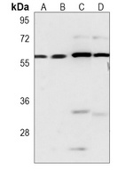 Anti-CRY2 Antibody