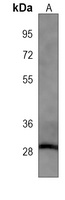 HAGH antibody