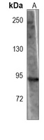 Anti-HIF1 alpha Antibody