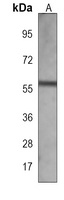 Alpha-internexin antibody