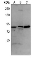 EZH2 antibody