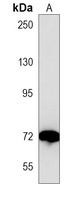 Anti-ACOX1 Antibody