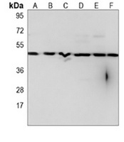 Anti-IRF3 Antibody