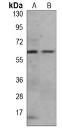p62 antibody