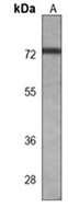 Anti-TNK1 Antibody