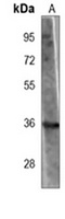 Nmi antibody