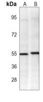 TRAF2 antibody