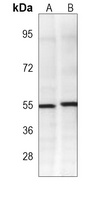 Anti-TRAF2 Antibody