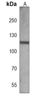 CD167a antibody