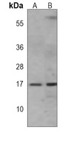 IFITM3 antibody