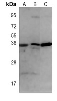 RNF4 antibody