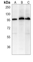 Anti-c-FER Antibody