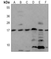 Anti-UBC9 Antibody