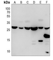 14-3-3 zeta antibody
